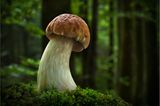 Fotogalerie: Fotogalerie: Zauberhafte Pilze - Bild 4