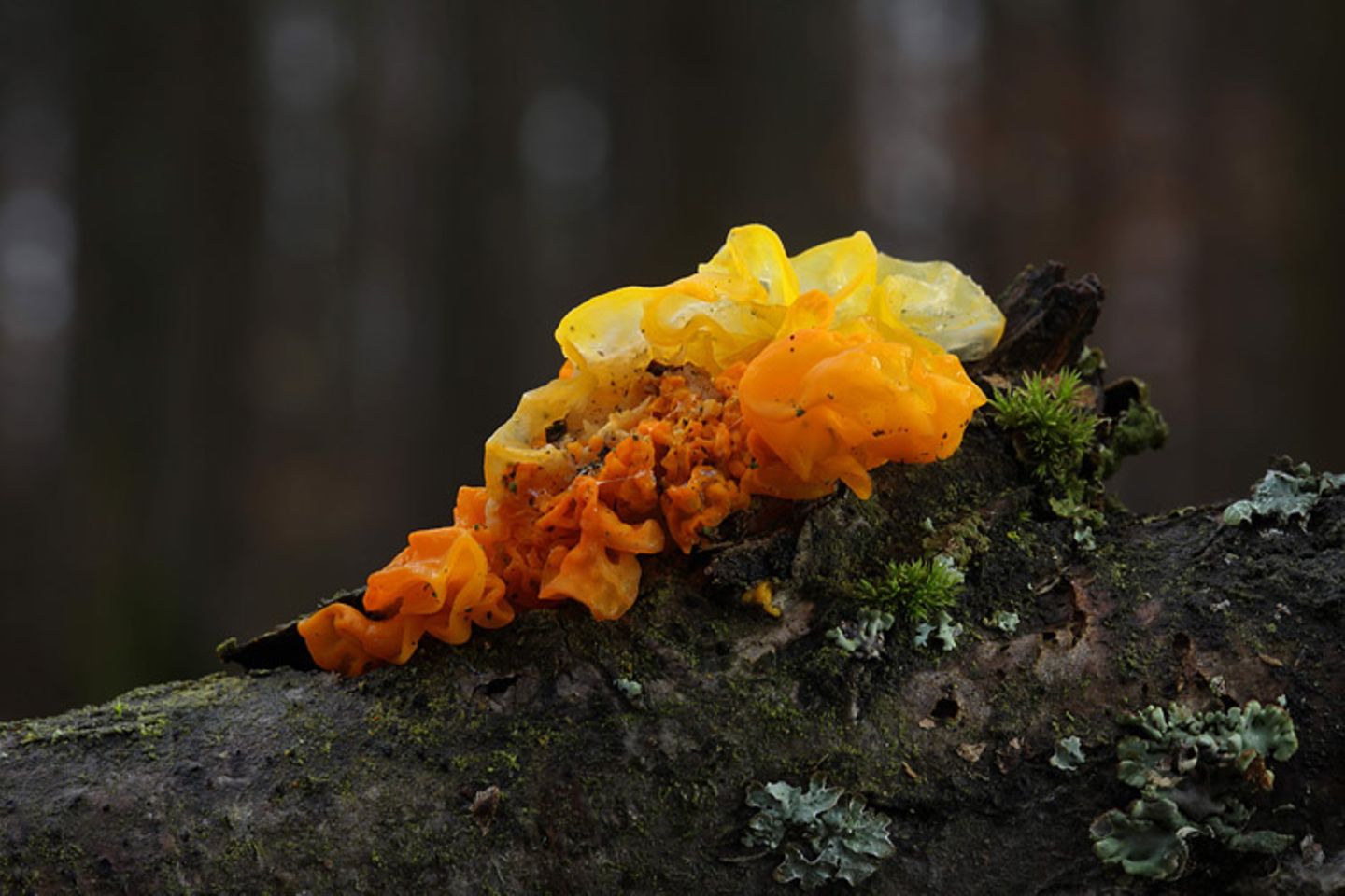 Fotogalerie: Fotogalerie: Zauberhafte Pilze - Bild 5