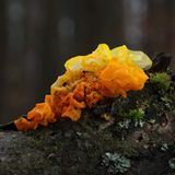 Fotogalerie: Fotogalerie: Zauberhafte Pilze - Bild 5