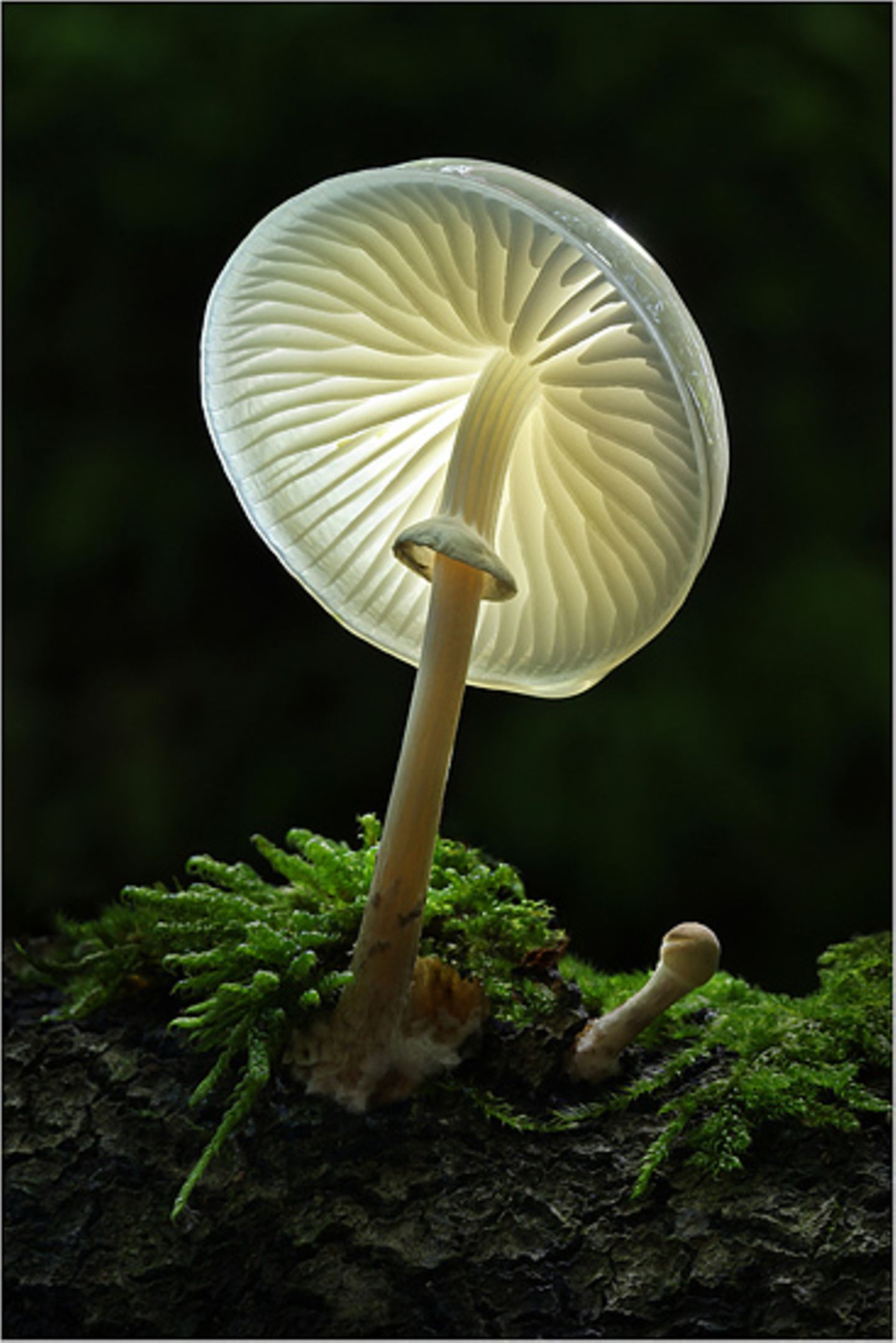 Fotogalerie: Fotogalerie: Zauberhafte Pilze - Bild 6