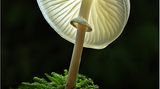 Fotogalerie: Fotogalerie: Zauberhafte Pilze - Bild 6