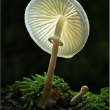 Fotogalerie: Fotogalerie: Zauberhafte Pilze - Bild 6