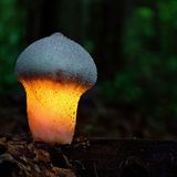 Fotogalerie: Fotogalerie: Zauberhafte Pilze - Bild 7