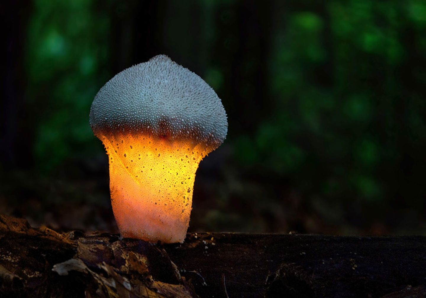 Fotogalerie: Fotogalerie: Zauberhafte Pilze - Bild 7