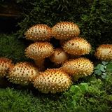 Fotogalerie: Fotogalerie: Zauberhafte Pilze - Bild 8