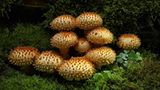 Fotogalerie: Fotogalerie: Zauberhafte Pilze - Bild 8