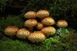 Fotogalerie: Fotogalerie: Zauberhafte Pilze - Bild 8