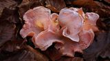 Fotogalerie: Fotogalerie: Zauberhafte Pilze - Bild 9