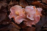 Fotogalerie: Fotogalerie: Zauberhafte Pilze - Bild 9