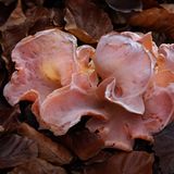 Fotogalerie: Fotogalerie: Zauberhafte Pilze - Bild 9