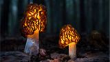 Fotogalerie: Fotogalerie: Zauberhafte Pilze - Bild 10