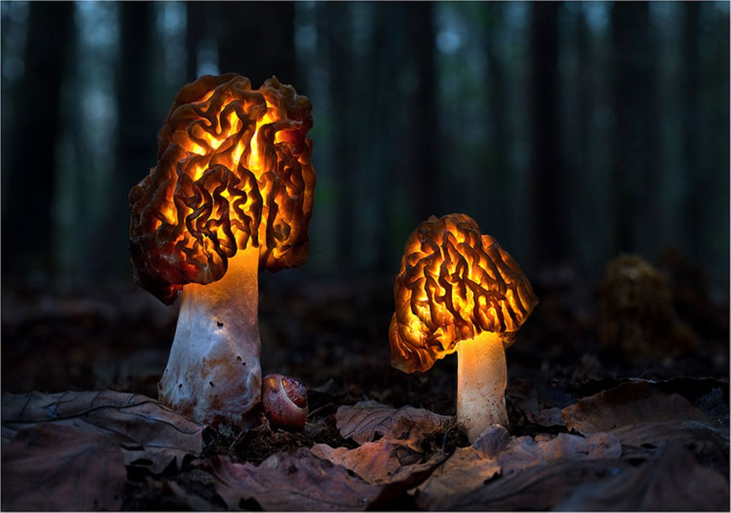 Fotogalerie: Fotogalerie: Zauberhafte Pilze - Bild 10