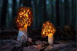 Fotogalerie: Fotogalerie: Zauberhafte Pilze - Bild 10