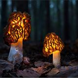 Fotogalerie: Fotogalerie: Zauberhafte Pilze - Bild 10