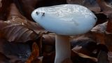 Fotogalerie: Fotogalerie: Zauberhafte Pilze - Bild 11