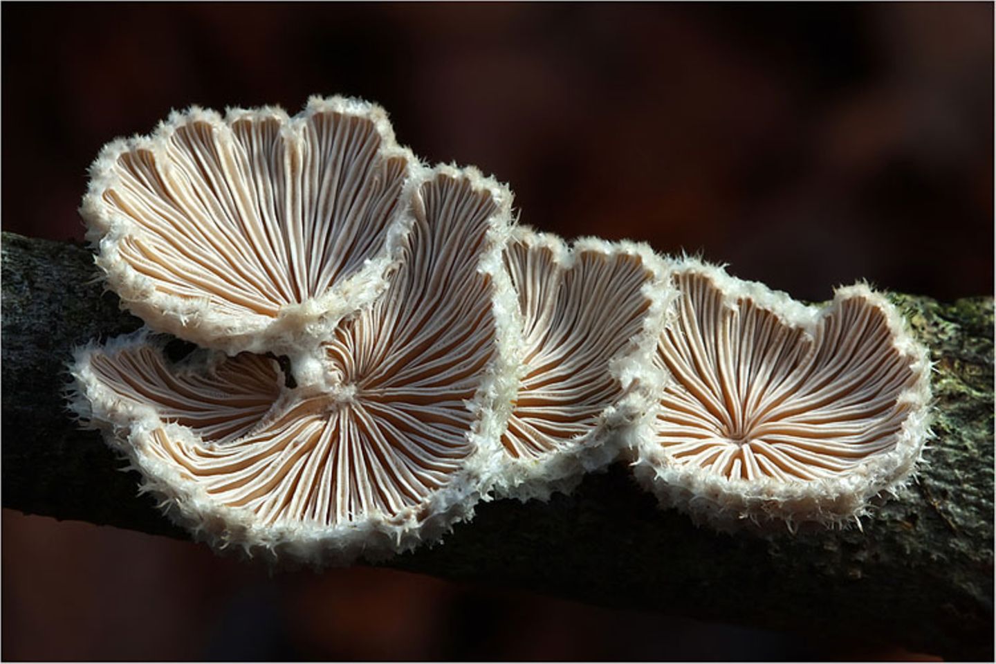 Fotogalerie: Fotogalerie: Zauberhafte Pilze - Bild 12