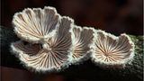 Fotogalerie: Fotogalerie: Zauberhafte Pilze - Bild 12