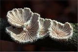Fotogalerie: Fotogalerie: Zauberhafte Pilze - Bild 12