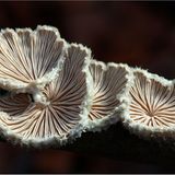 Fotogalerie: Fotogalerie: Zauberhafte Pilze - Bild 12