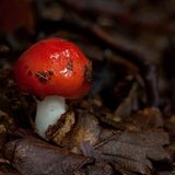 Fotogalerie: Fotogalerie: Zauberhafte Pilze - Bild 13