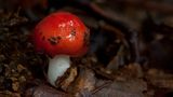 Fotogalerie: Fotogalerie: Zauberhafte Pilze - Bild 13