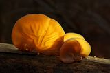 Fotogalerie: Fotogalerie: Zauberhafte Pilze - Bild 14
