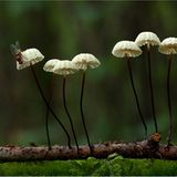 Fotogalerie: Fotogalerie: Zauberhafte Pilze - Bild 15