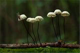 Fotogalerie: Fotogalerie: Zauberhafte Pilze - Bild 15