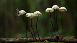 Fotogalerie: Fotogalerie: Zauberhafte Pilze - Bild 15