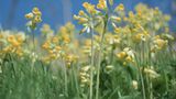 Schlüsselblume (Primula veris)
