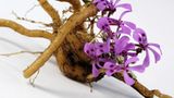 Kapland-Pelargonie (Pelargonium sidoides)