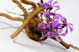 Kapland-Pelargonie (Pelargonium sidoides)