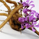 Kapland-Pelargonie (Pelargonium sidoides)