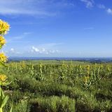Gelber Enzian (Gentiana lutea)