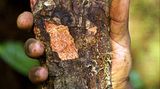 Afrikanisches Stinkholz (Prunus africana)