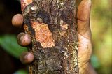 Afrikanisches Stinkholz (Prunus africana)