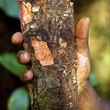 Afrikanisches Stinkholz (Prunus africana)