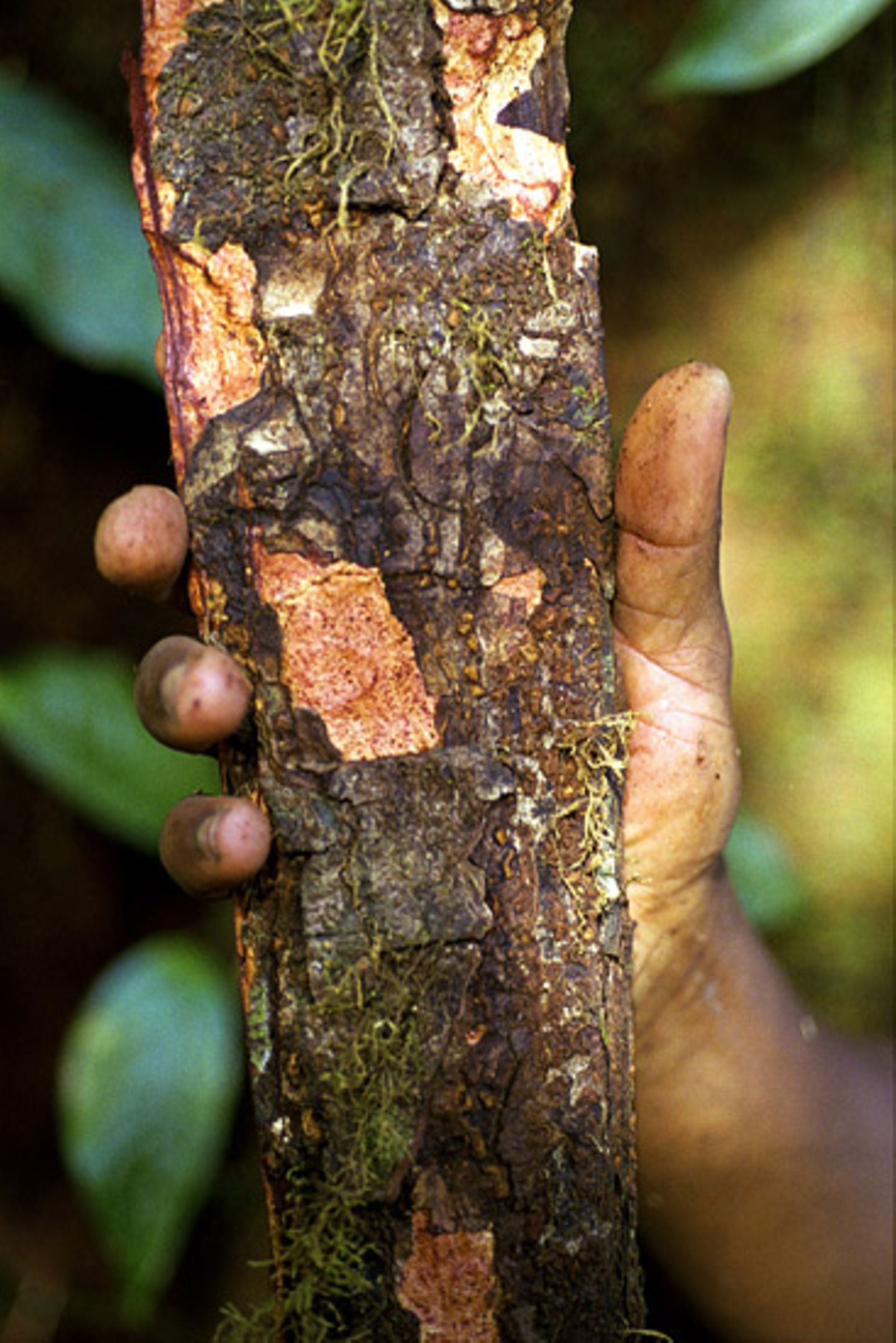 Afrikanisches Stinkholz (Prunus africana) Afrikanisches Stinkholz (Prunus africana)