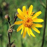 Arnika (Arnica montana)