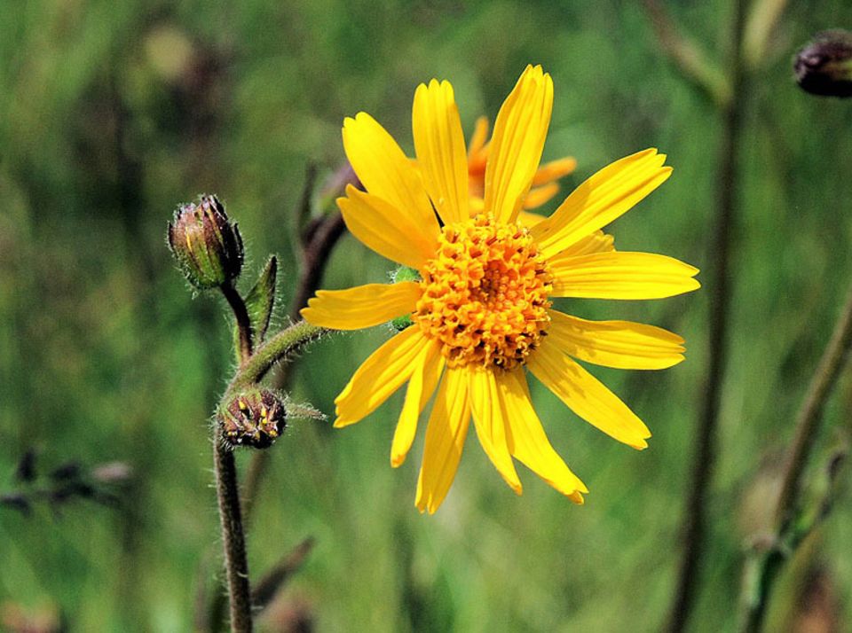 Arnika (Arnica montana) - [GEO]