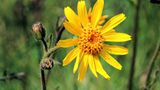Arnika (Arnica montana)