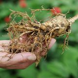 Ginseng (Panax ginseng)