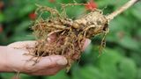 Ginseng (Panax ginseng)