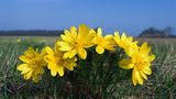 Frühlings-Adonisröschen (Adonis vernalis)