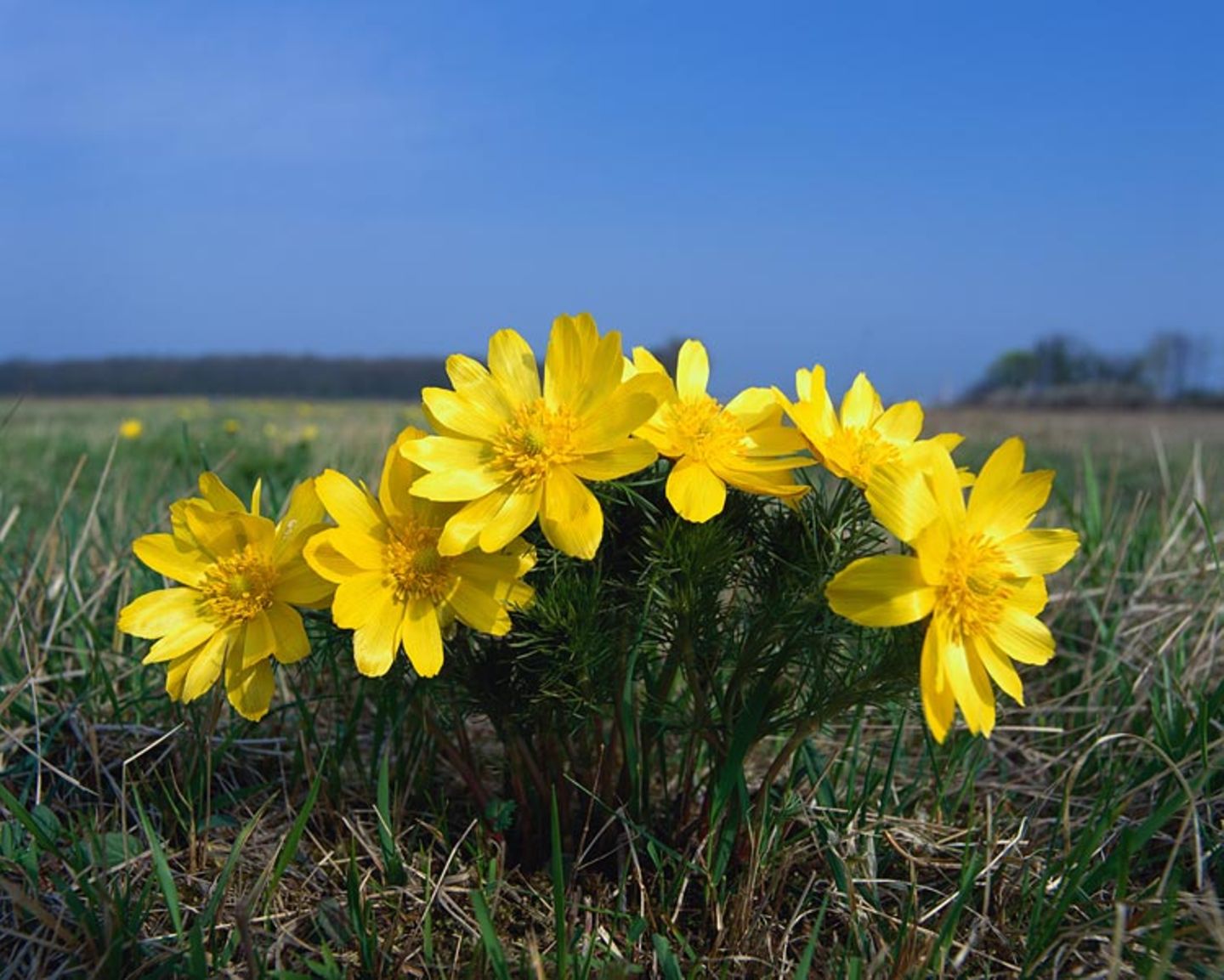 Frühlings-Adonisröschen (Adonis vernalis) Frühlings-Adonisröschen (Adonis vernalis)
