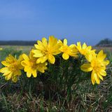 Frühlings-Adonisröschen (Adonis vernalis)