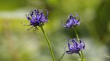 Afrikanische Teufelskralle (Harpagophytum spp.)