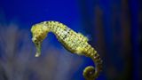 Seepferdchen (Hippocampus spp.)