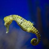 Seepferdchen (Hippocampus spp.)