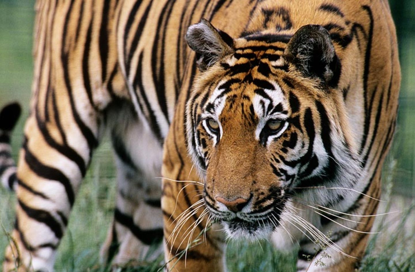 Tiger (P. tigris) Tiger (P. tigris)